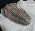 Top Quality Flexicalymene Trilobite - #8330-3